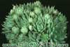 Sempervivum jovibarba v. sobolifera- 
