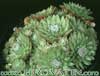 Sempervivum arachnoideum v.- 