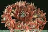 Sempervivum arachnoideum hybrid- 