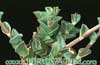Tradescantia navicularis- 
