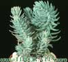 Sedum sediforme- 