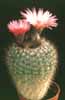 Notocactus roseoluteus- 