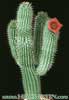 Hoodia bainii- 