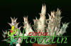 Caralluma hesperidum-Caraluma hesperidum