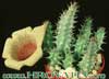 Tavaresia angolensis- 