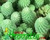 Monanthes polyphylla- 
