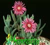 Portulaca grandiflora- 