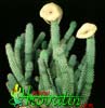 Hoodia gordonii-African Hats, Queen of the Namib