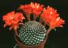 Rebutia krainziana- 