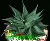Haworthia limifolia- 