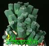 Haworthia maughanii- 
