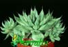 Haworthia retusa- 