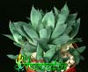 Haworthia cymbiformis- 
