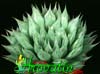 Haworthia cooperi- 