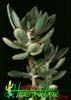 Echeveria nodulosa-Painted echeveria