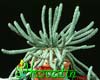 Euphorbia inermis- 