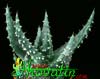 Aloe prinslooi- 