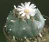 Lophophora williamsii-Peyote