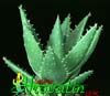 Aloe mitriformis-Gold Tooth Aloe