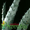 Aloe ferox - Cape aloe, Bitter aloe