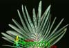 Gasteria marmorata- 