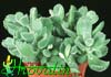 Cotyledon ladismithensis-Bears Paw