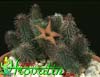 Huernia pillansii- 