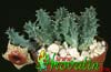 Huernia confusa- 