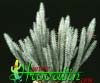 Euphorbia mammillaris f. variegata- 