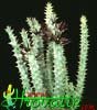 Caralluma mammillaris- 