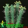 Euphorbia submammillaris- 