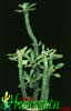 Monadenium lugardiae- 