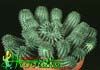 Euphorbia suzannae-Suzanne's Spurge