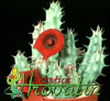 Huernia macrocarpa- 