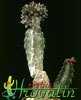 Caralluma burchardii ssp maura- 
