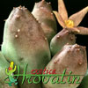 Piaranthus cornutus- 
