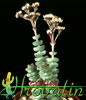 Crassula marnieriana-Jade Necklace Vine