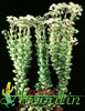 Crassula rupestris-Rosary Plant, Sosaties, Bead Vine