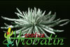 Senecio scaposus-