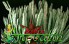 Stapelia grandiflora- 