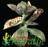 Kalanchoe marmorata- 