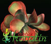 Kalanchoe thyrsifolia- 