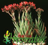 Crassula pulverulenta- 