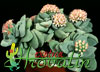 Crassula cv.Morgan Beauty-Propeller plant