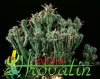Euphorbia mammillaris-Corn Cob Euphorbia