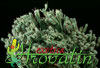 Euphorbia mammillaris v. minima- 