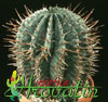 Euphorbia horrida- 
