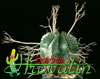 Euphorbia valida- 