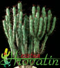 Euphorbia enopla- Euphorbia enopla
