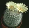 Notocactus succineus v. albispinus- 